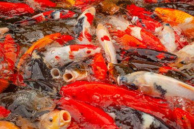 Endonezya, Ubud 'daki dekoratif gölette kırmızı sazanlar