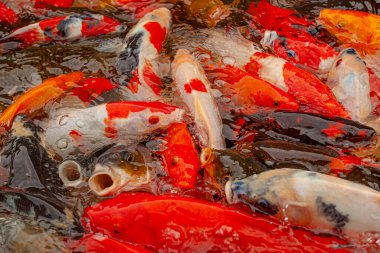 Endonezya, Ubud 'daki dekoratif gölette kırmızı sazanlar