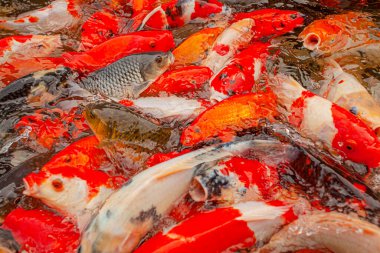 Endonezya, Ubud 'daki dekoratif gölette kırmızı sazanlar