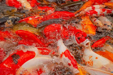 Endonezya, Ubud 'daki dekoratif gölette kırmızı sazanlar