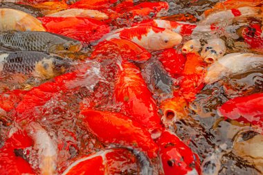 Endonezya, Ubud 'daki dekoratif gölette kırmızı sazanlar