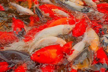 Endonezya, Ubud 'daki dekoratif gölette kırmızı sazanlar