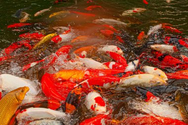 Endonezya, Ubud 'daki dekoratif gölette kırmızı sazanlar