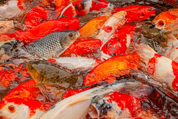 Carpes Rouges Dans Étang Décoratif Ubud Indonésie — Photo