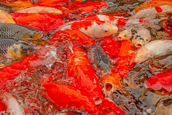 Красные Карпы Декоративном Пруду Убуде Индонезия — стоковое фото