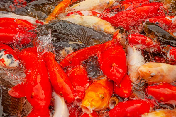 印度尼西亚乌布德装饰池中的红鲤鱼 — 图库照片