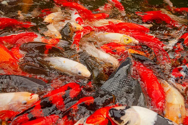 印度尼西亚乌布德装饰池中的红鲤鱼 — 图库照片