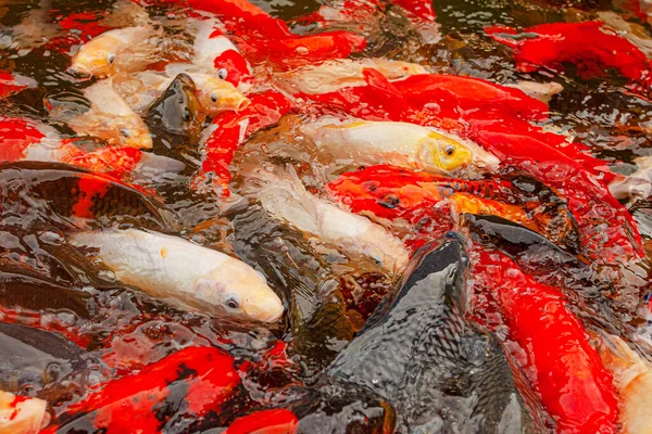 Endonezya, Ubud 'daki dekoratif gölette kırmızı sazanlar