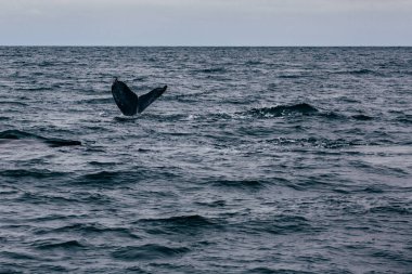 Balina kuyruğu ve İzlanda puslu sabah manzarası.