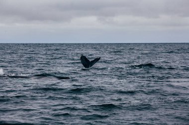 Balina kuyruğu ve İzlanda puslu sabah manzarası.