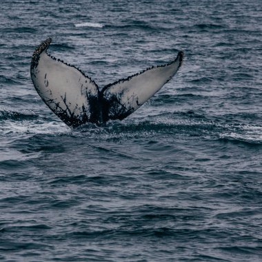 Balina kuyruğu İzlanda 'da okyanusta vızıldıyor.
