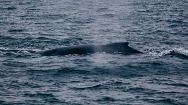 Balina okyanusta İzlanda 'dan geri alındı.
