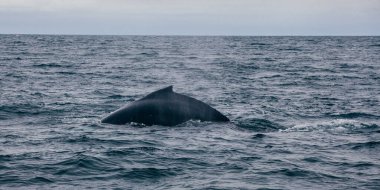 Balina okyanusta İzlanda 'dan geri alındı.