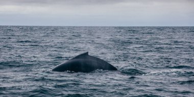 Balina okyanusta İzlanda 'dan geri alındı.