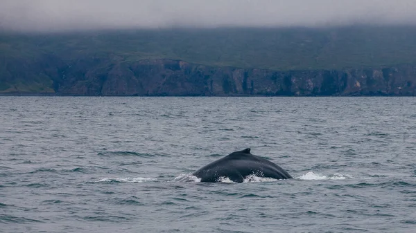 Valar Tillbaka Och Fenor Och Island Dimmig Morgonutsikt Whale What — Stockfoto