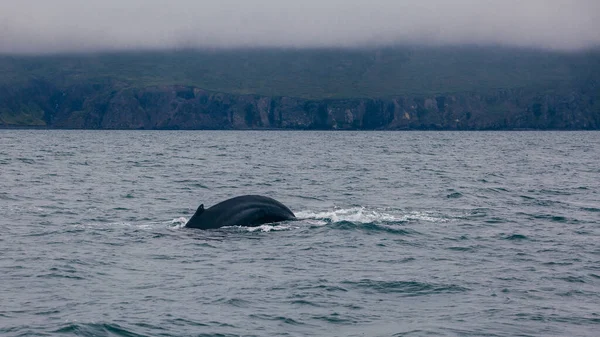 Baleia Volta Barbatana Islândia Visão Manhã Enevoado Whale Whatching — Fotografia de Stock