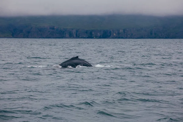 Baleia Volta Barbatana Islândia Visão Manhã Enevoado Whale Whatching — Fotografia de Stock