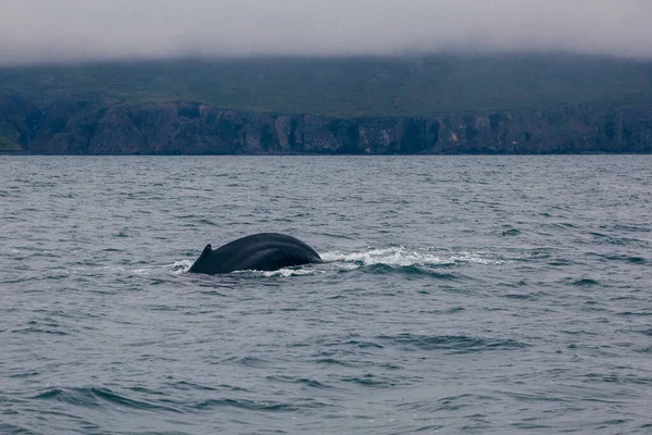 Baleia Volta Barbatana Islândia Visão Manhã Enevoado Whale Whatching — Fotografia de Stock
