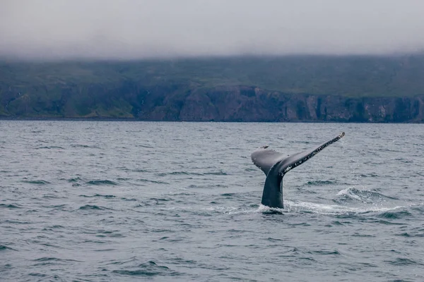 Valstjärt Och Island Dimmig Morgonutsikt Whale What — Stockfoto