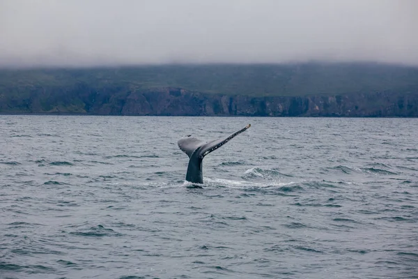 Valstjärt Och Island Dimmig Morgonutsikt Whale What — Stockfoto