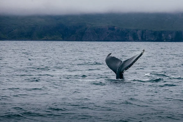 Cauda Baleia Islândia Visão Nebulosa Manhã Whale Whatching — Fotografia de Stock