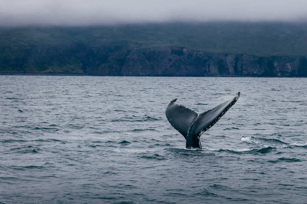 Cauda Baleia Islândia Visão Nebulosa Manhã Whale Whatching — Fotografia de Stock