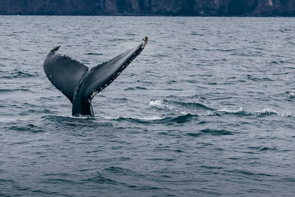 Whale Tail Iceland Misty Morning View Whale Whatching — Stock Photo, Image