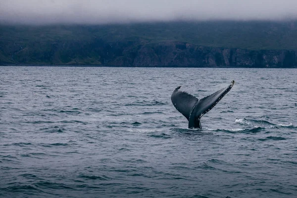 Valstjärt Och Island Dimmig Morgonutsikt Whale What — Stockfoto