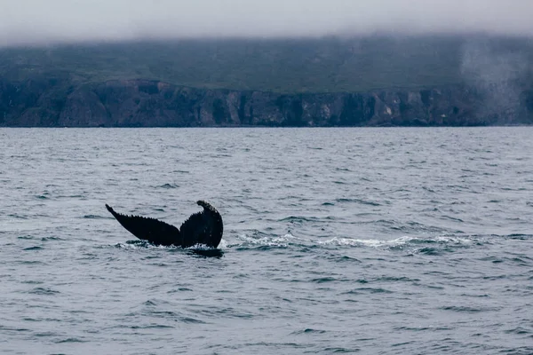 Walschweif Und Island Neblig Morgen Whale Whatching — Stockfoto