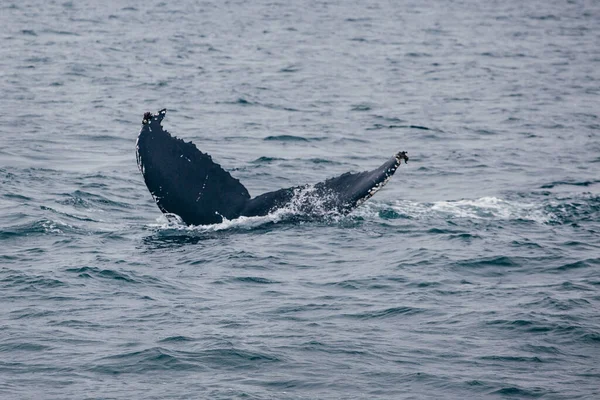 Atak Wielorybiego Ogona Islandii Oceanie Whale Whatching — Zdjęcie stockowe