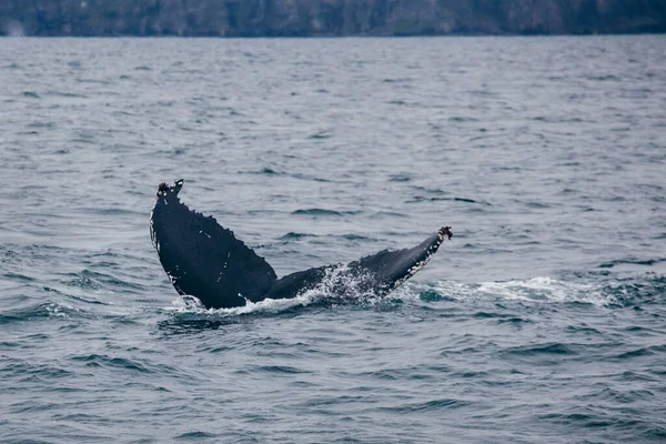 Walschwanzataken Island Ozean Whale Whatching — Stockfoto