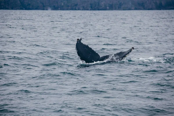 Atak Wielorybiego Ogona Islandii Oceanie Whale Whatching — Zdjęcie stockowe