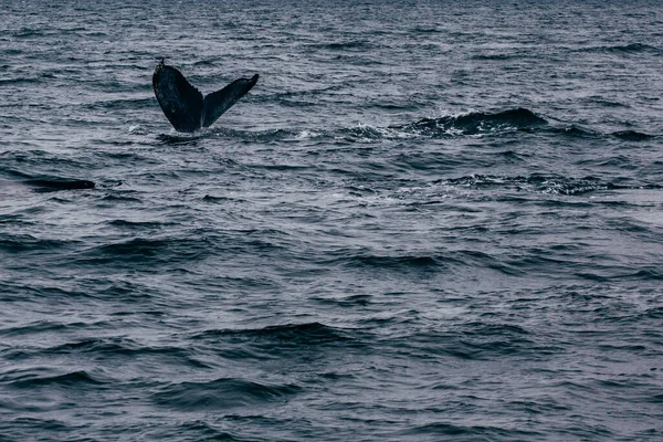 Cola Ballena Islandia Niebla Vista Matutina Whale Whatching —  Fotos de Stock