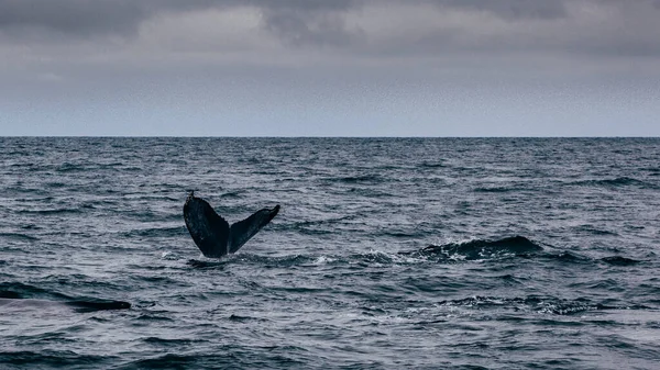 Cauda Baleia Islândia Visão Nebulosa Manhã Whale Whatching — Fotografia de Stock