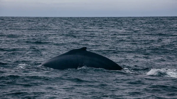 Walvis Rug Staart Ijsland Mistige Ochtend Uitzicht Walvis Whatching — Stockfoto