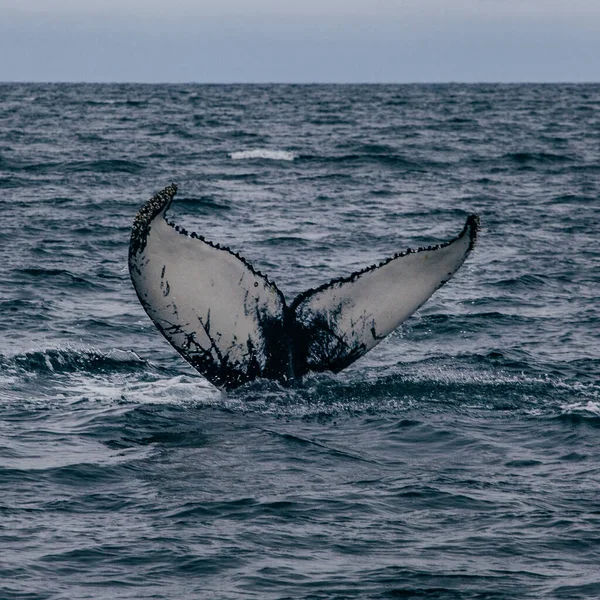 Atak Wielorybiego Ogona Islandii Oceanie Whale Whatching — Zdjęcie stockowe