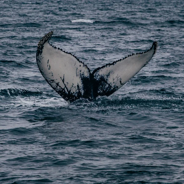 Atak Wielorybiego Ogona Islandii Oceanie Whale Whatching — Zdjęcie stockowe