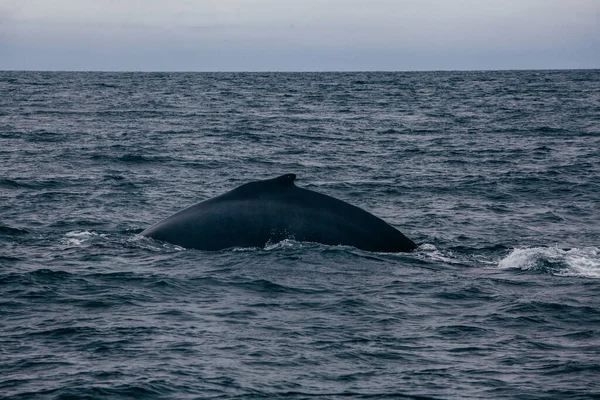 Wieloryb Plecy Ogon Islandia Mglisty Widok Rano Whale Whatching — Zdjęcie stockowe