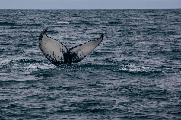 Walschweif Und Island Neblig Morgen Whale Whatching — Stockfoto