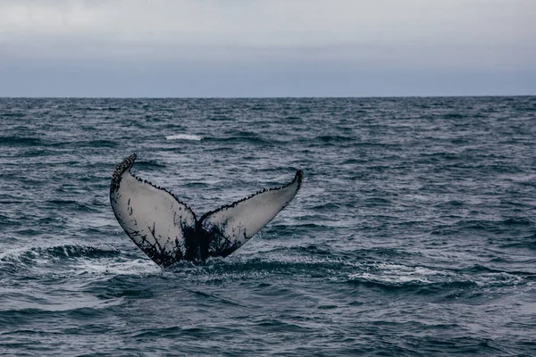 Walvis Staart Ijsland Mistige Ochtend Uitzicht Walvis Whatching — Stockfoto