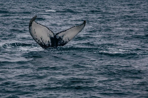Walschweif Und Island Neblig Morgen Whale Whatching — Stockfoto