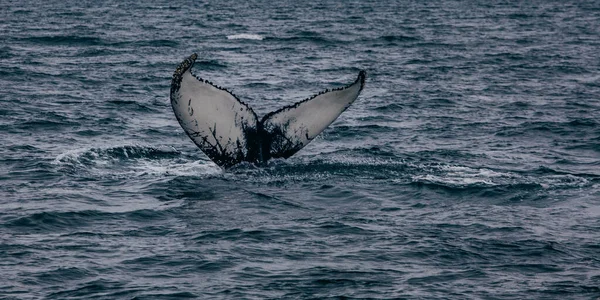 Atak Wielorybiego Ogona Islandii Oceanie Whale Whatching — Zdjęcie stockowe