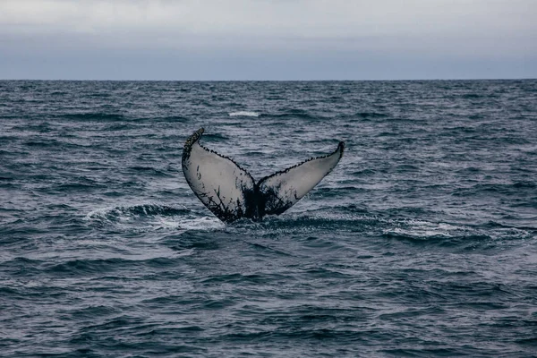 クジラの尾とアイスランドの霧の朝の景色 クジラの釣り — ストック写真