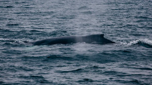 Baleia Volta Tomada Islândia Oceano Whale Whatching — Fotografia de Stock