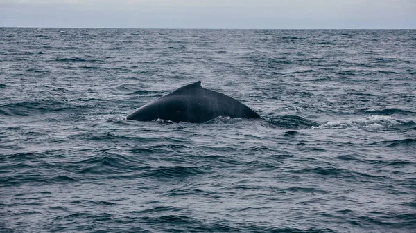 Valar Tillbaka Tagna Island Havet Whale What — Stockfoto