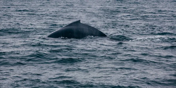 Walvis Terug Genomen Ijsland Oceaan Walvis Whatching — Stockfoto