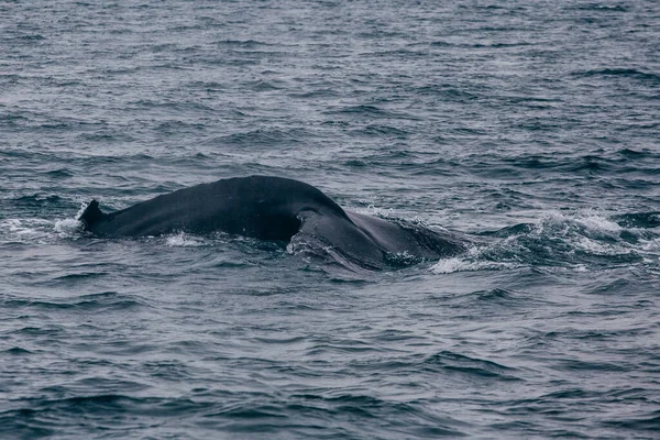 Valar Tillbaka Tagna Island Havet Whale What — Stockfoto