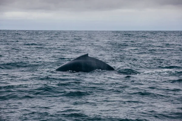 Valar Tillbaka Tagna Island Havet Whale What — Stockfoto