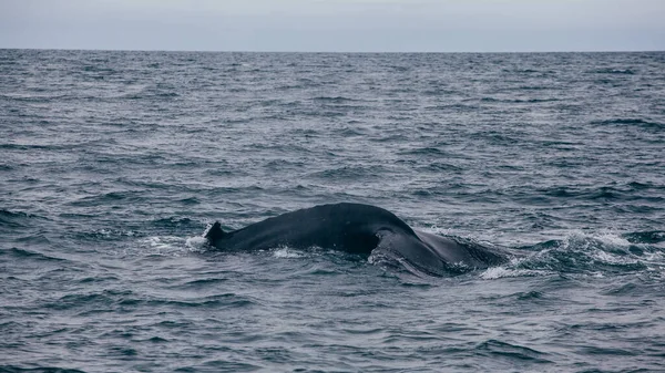 Wieloryb Powrotem Podjęte Islandii Oceanie Whale Whatching — Zdjęcie stockowe