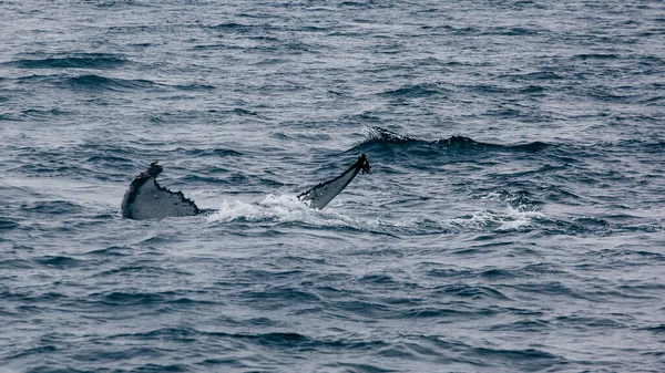 Valar Tillbaka Tagna Island Havet Whale What — Stockfoto